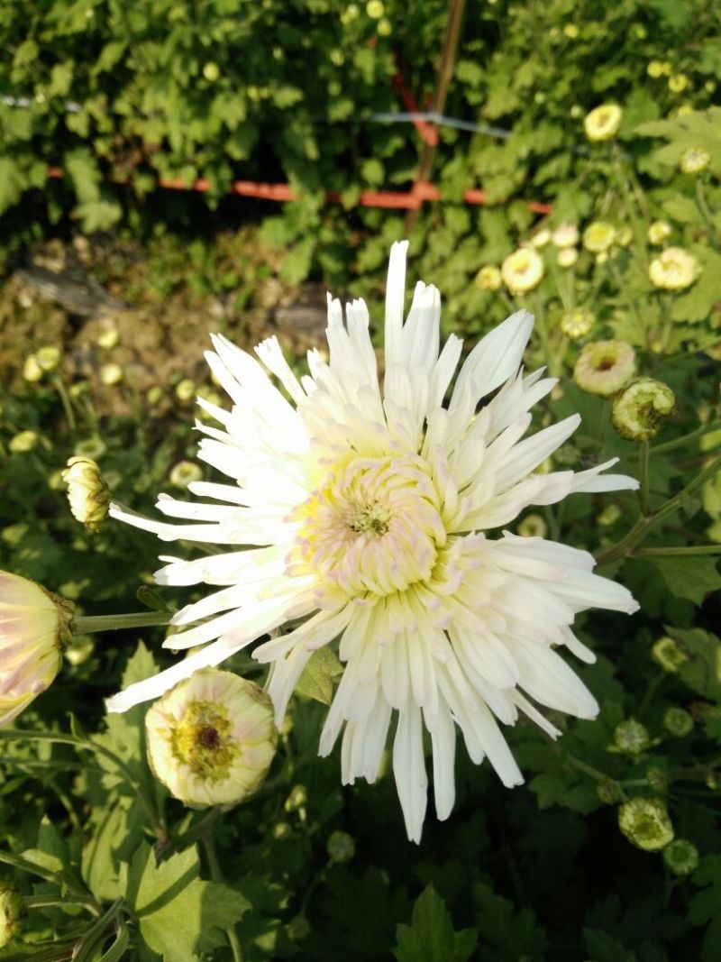 菊花茶一级