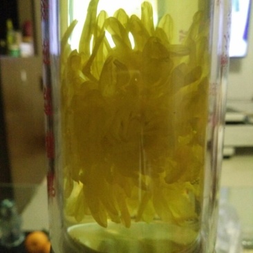 菊花茶一级