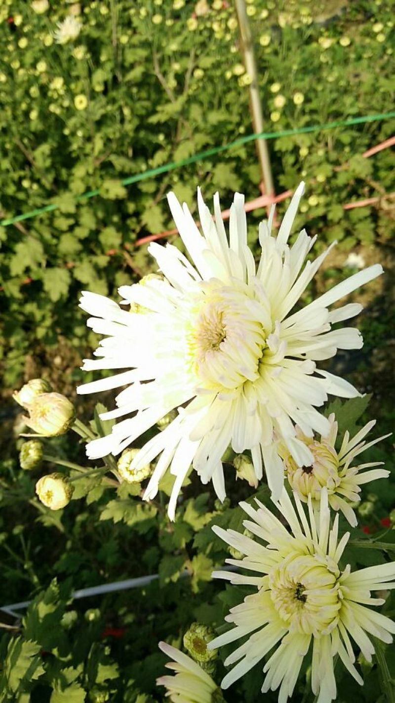 菊花茶一级