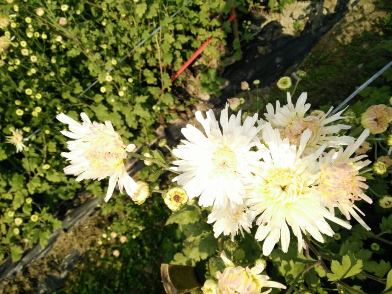 菊花茶一级