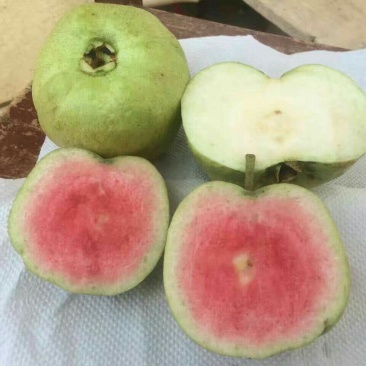 红宝石芭乐苗
