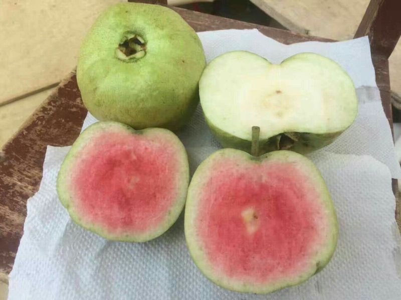 红宝石芭乐苗
