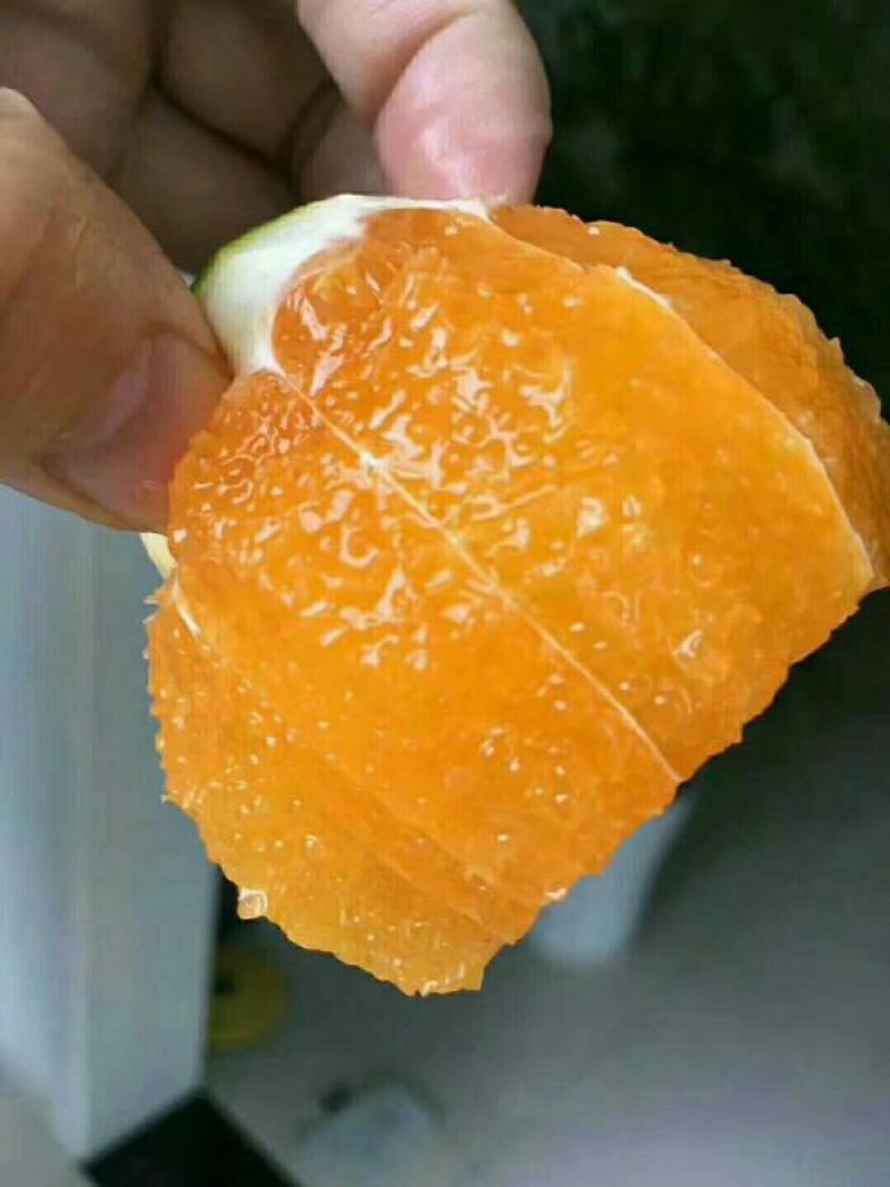 九月红【脐橙】鲜果秭归脐橙皮薄多汁产地直发新鲜橙子果冻橙