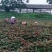 【紫苏叶】自有百亩基地，新鲜现割，品质保障全国可发～