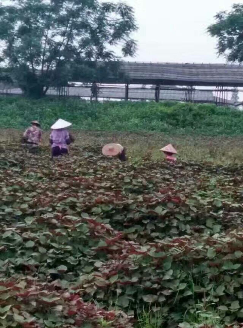 【紫苏叶】自有百亩基地，新鲜现割，品质保障全国可发～