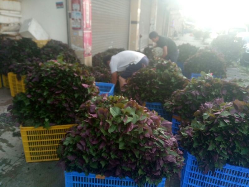 【紫苏叶】自有百亩基地，新鲜现割，品质保障全国可发～