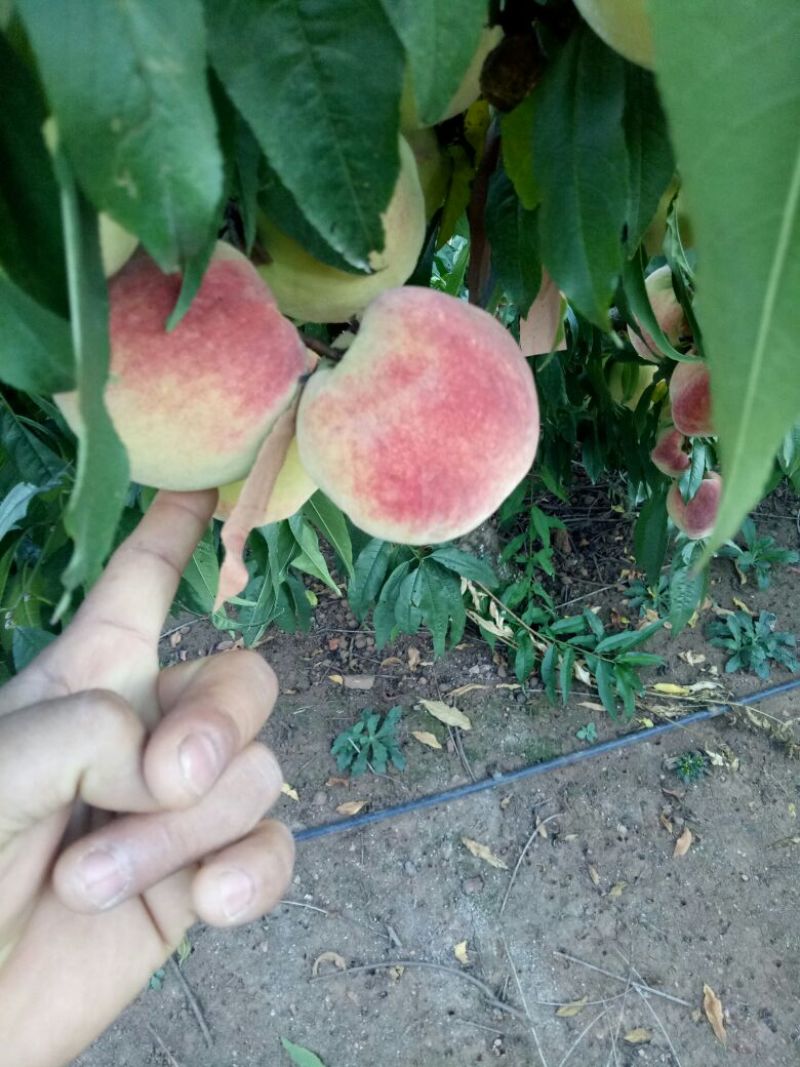 冬桃，毛桃