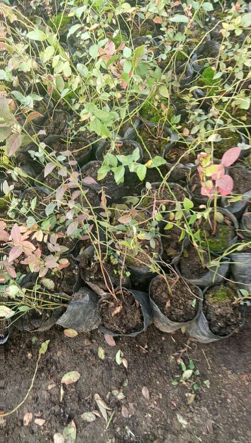 蓝莓苗10~20cm1~2年