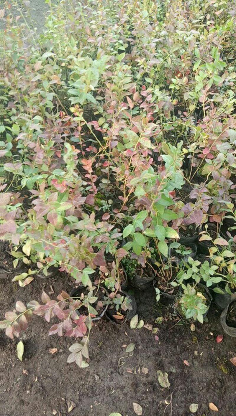 蓝莓苗10~20cm1~2年