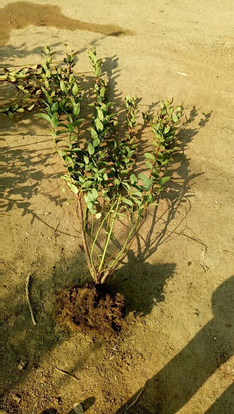 蓝莓苗10~20cm1~2年