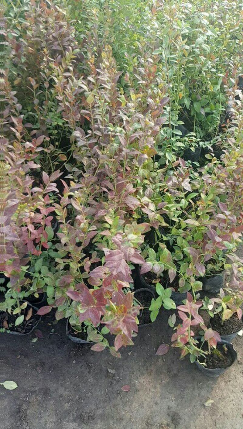 蓝莓苗10~20cm1~2年