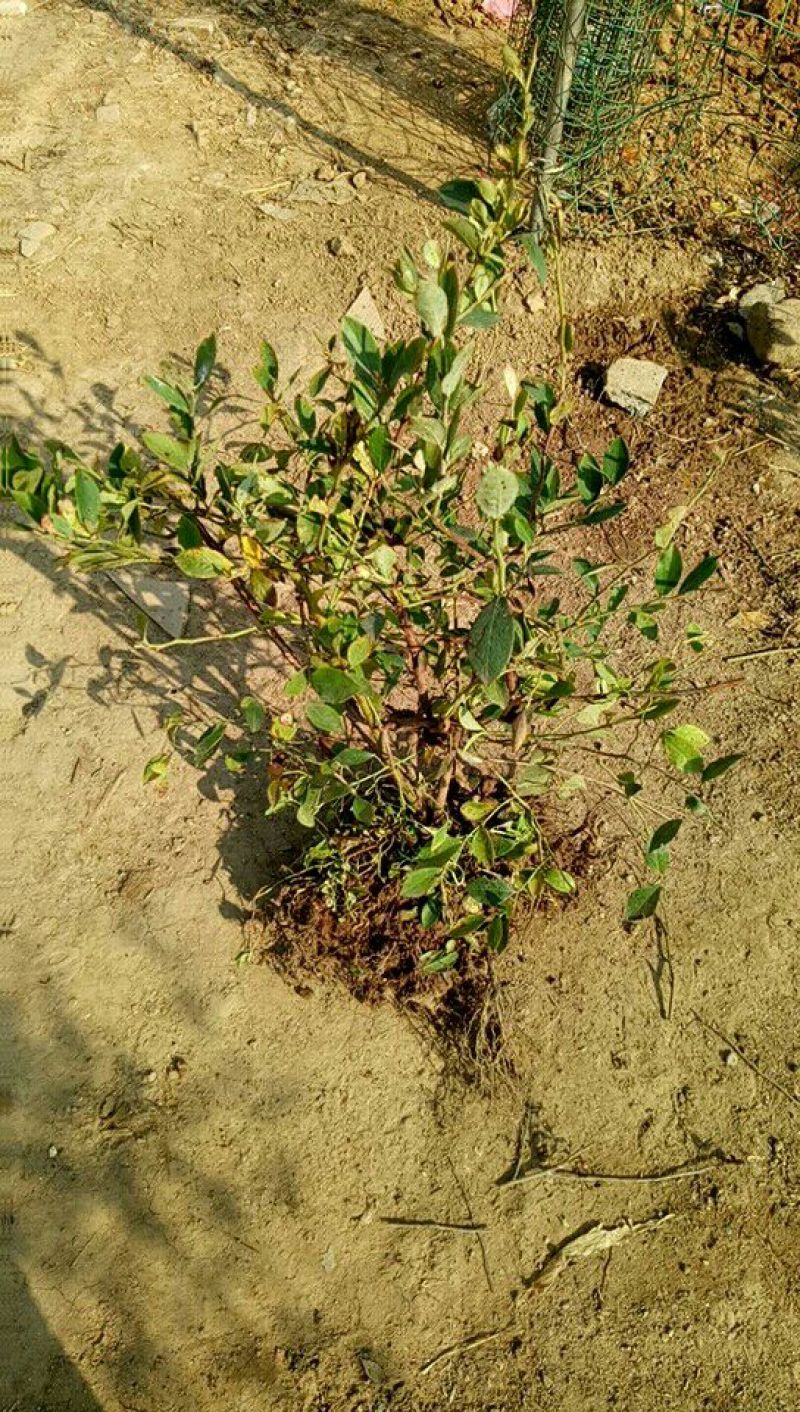 蓝莓苗10~20cm1~2年