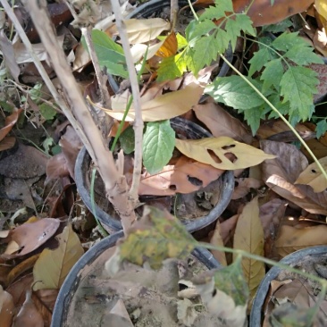 凌霄1~2cm
