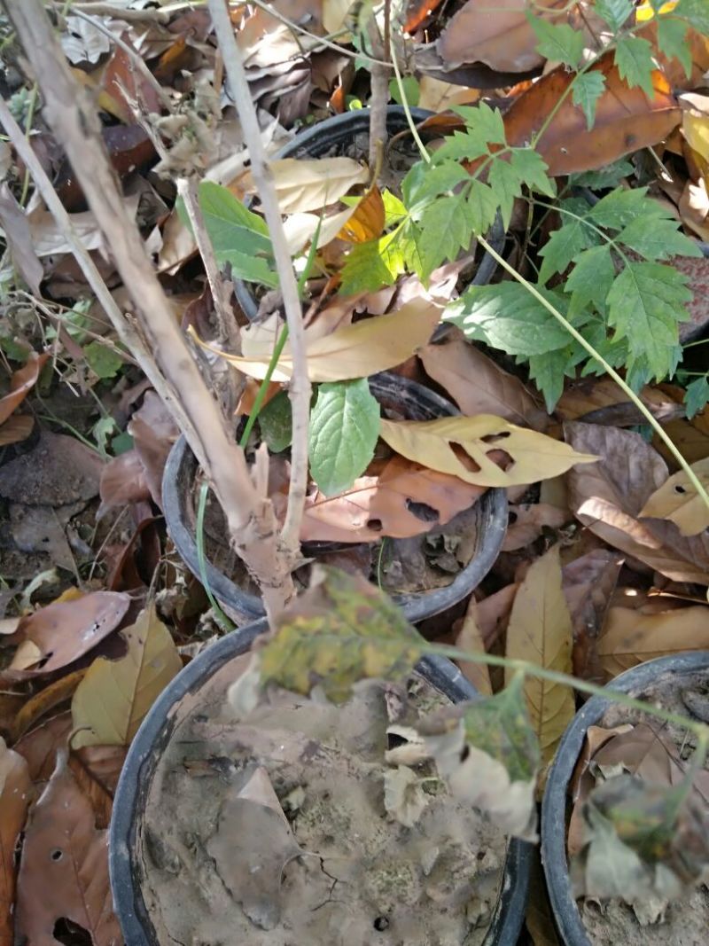 凌霄1~2cm