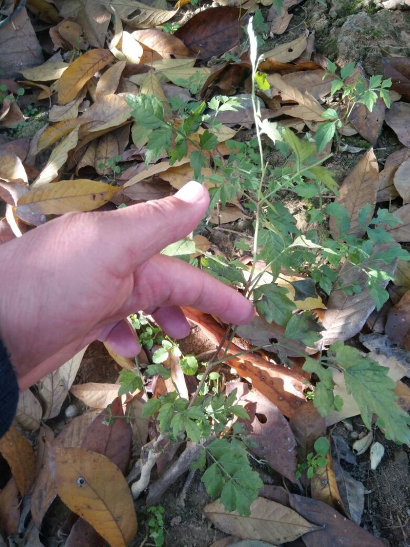 凌霄1~2cm