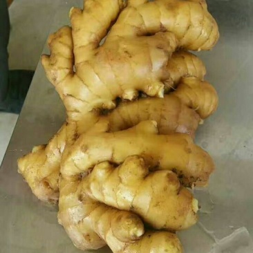 生姜大量生姜产地批发