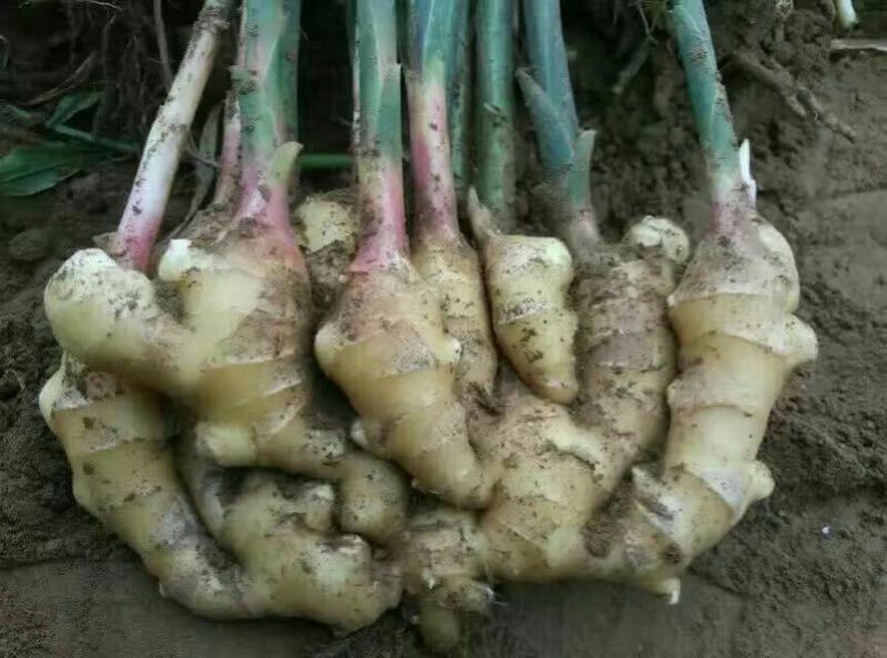 生姜大量生姜产地批发