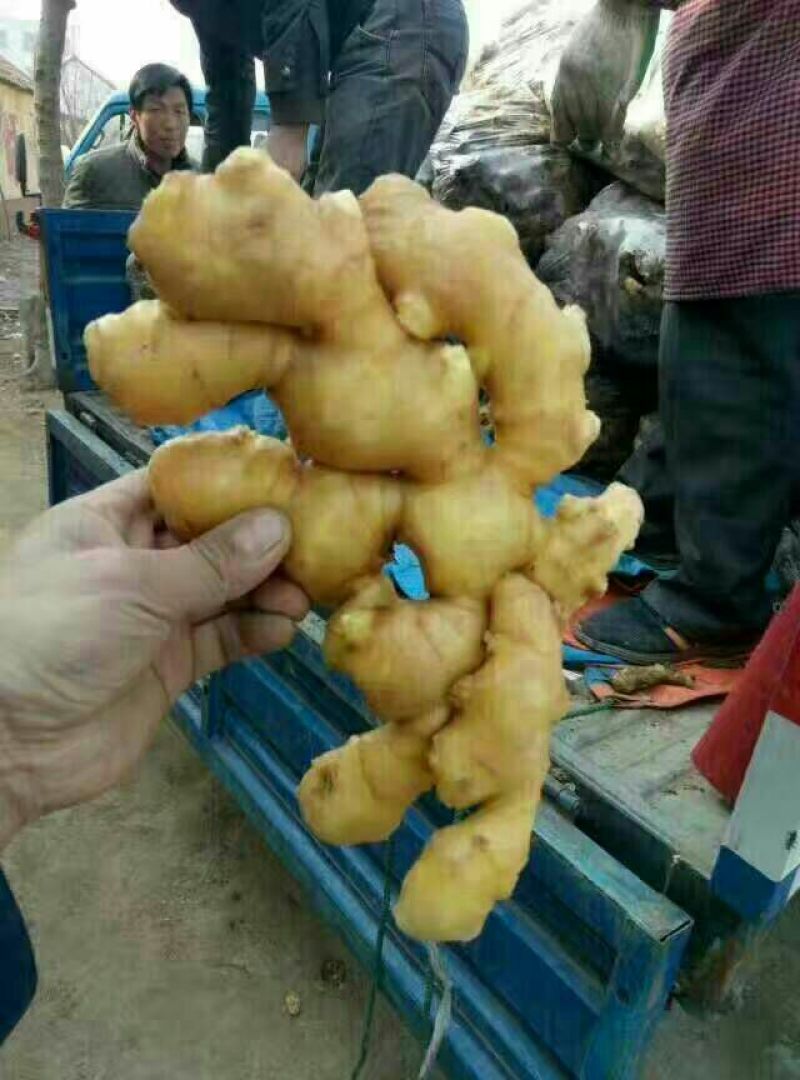 生姜大量生姜产地批发