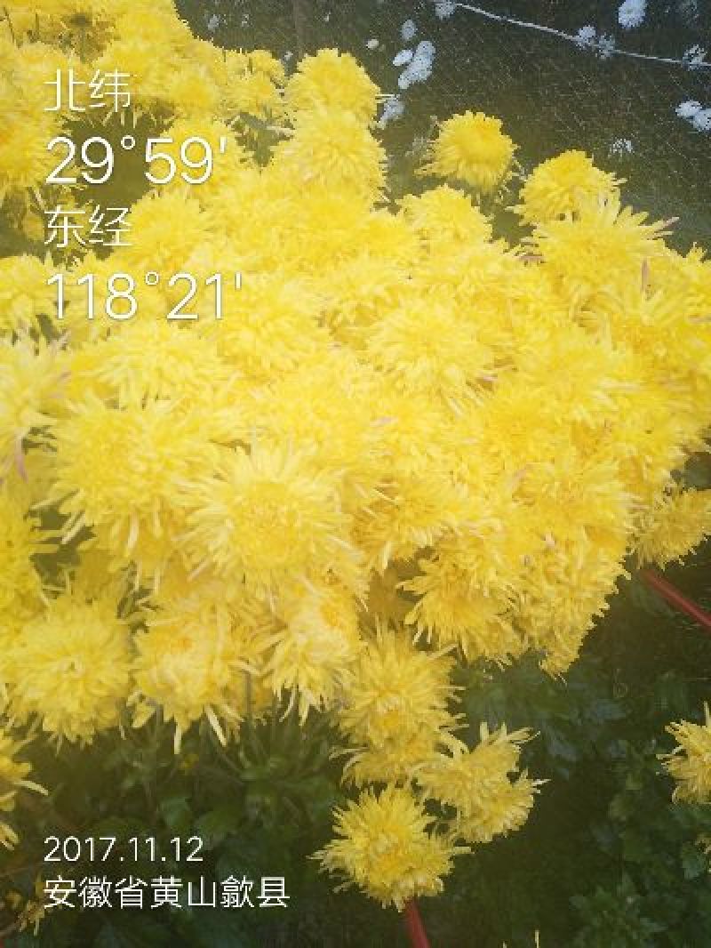 金丝皇菊茶一级