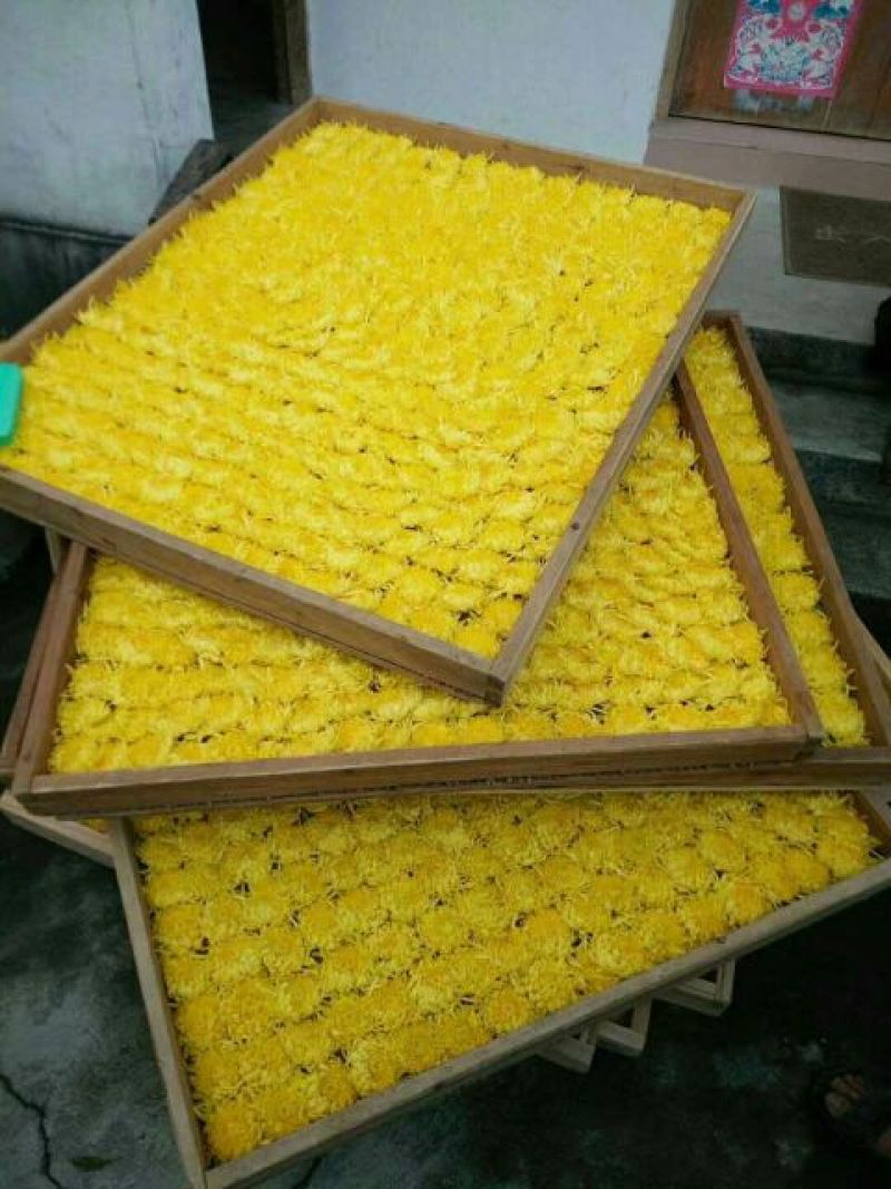 金丝皇菊茶一级