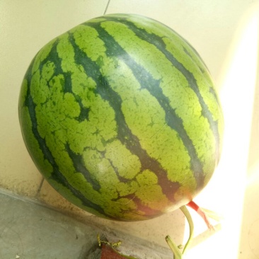 西瓜3斤打底8成熟1茬