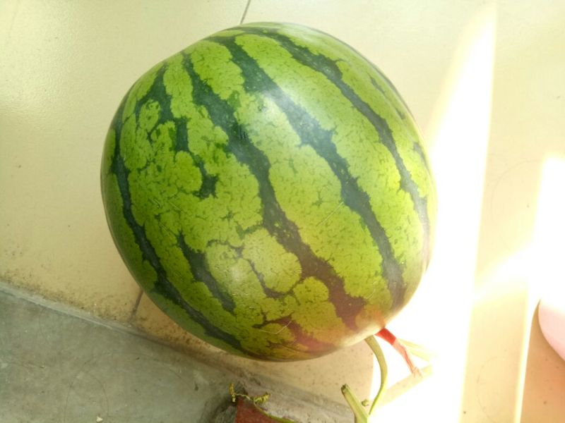 西瓜3斤打底8成熟1茬