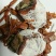 柿饼1~2两