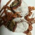 柿饼1~2两