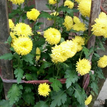 干菊花