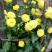 干菊花