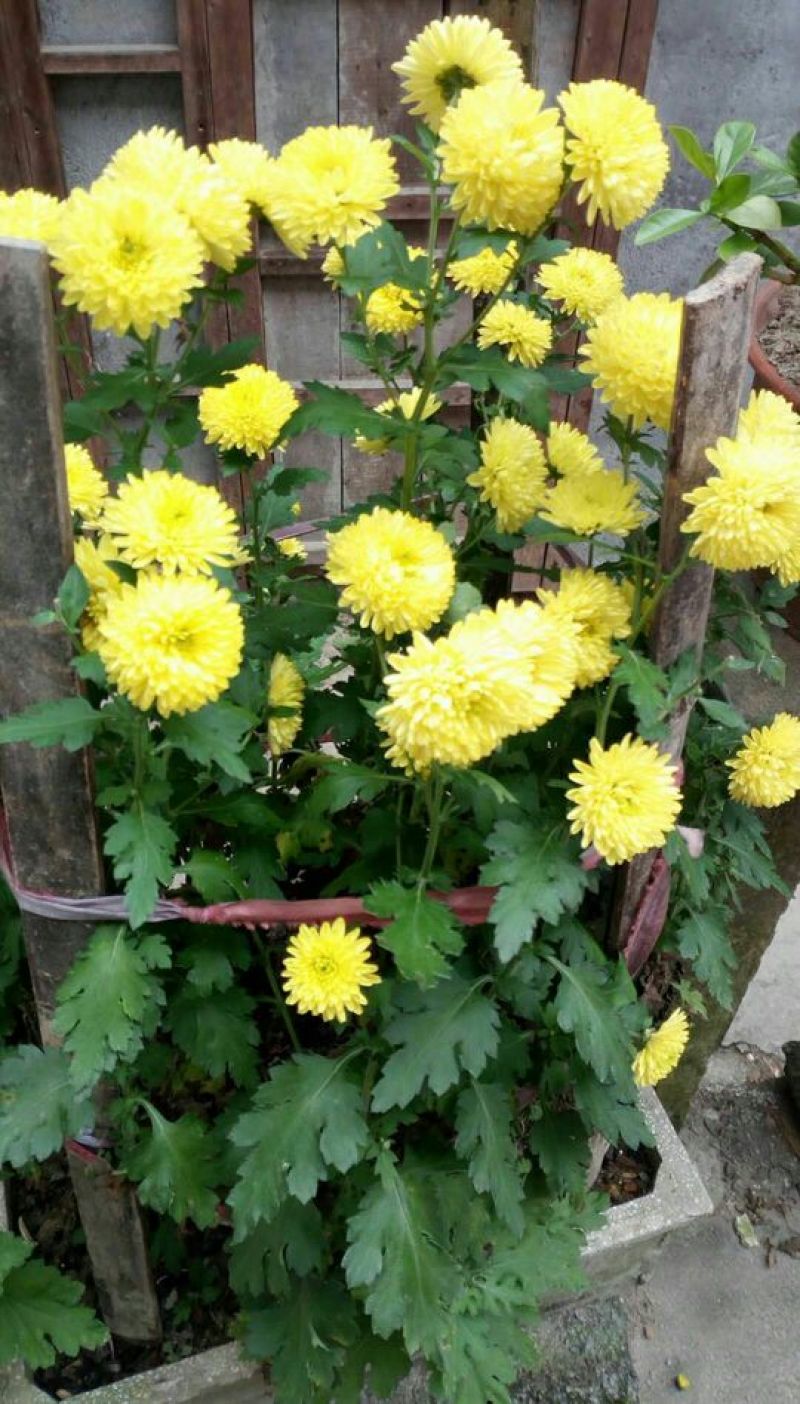 干菊花