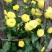 干菊花