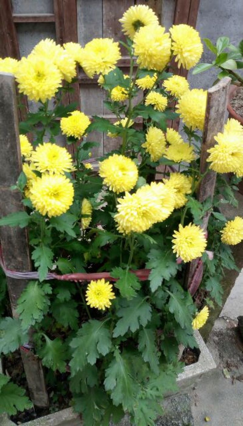 干菊花