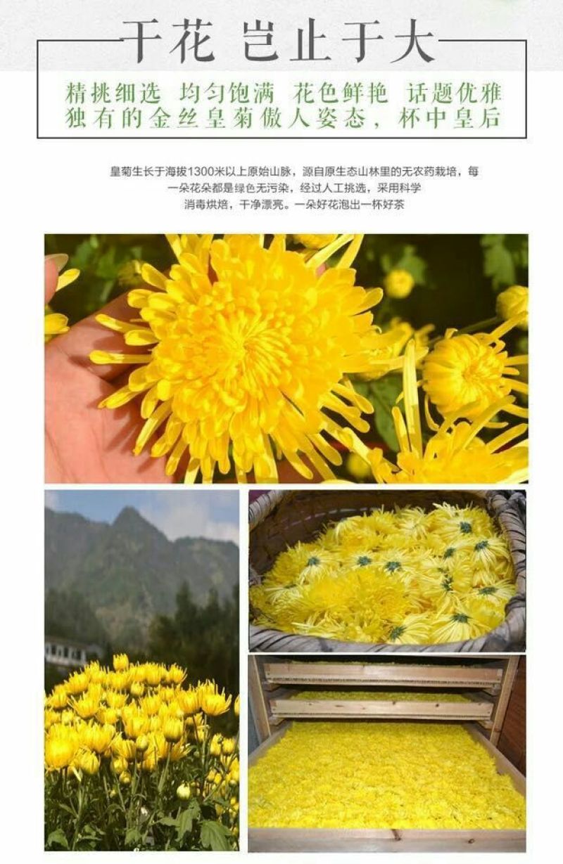 金丝皇菊茶特级