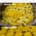 金丝皇菊茶特级