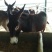 德州驴200~400斤