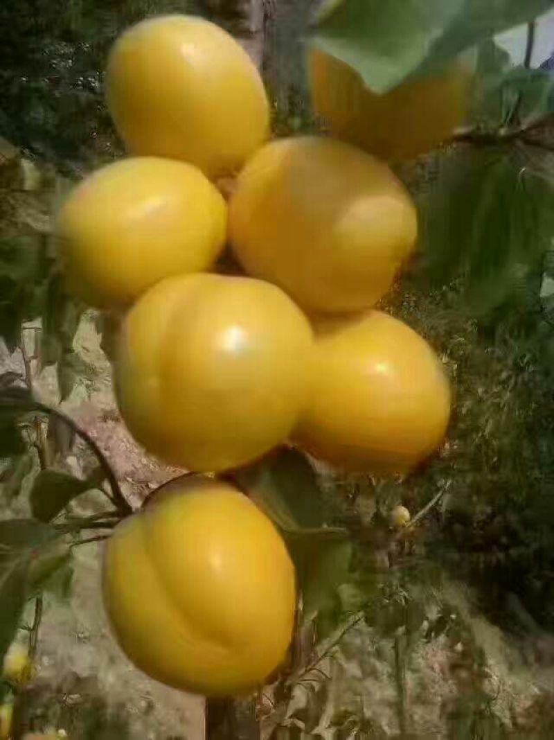 珍珠油杏50mm以上，起源地量大，含糖量高，口感超好吃