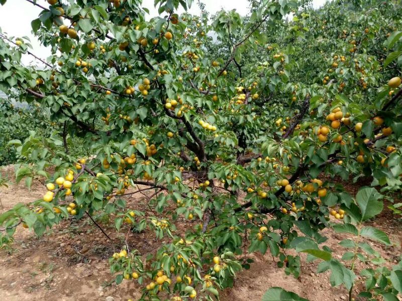 珍珠油杏50mm以上，起源地量大，含糖量高，口感超好吃