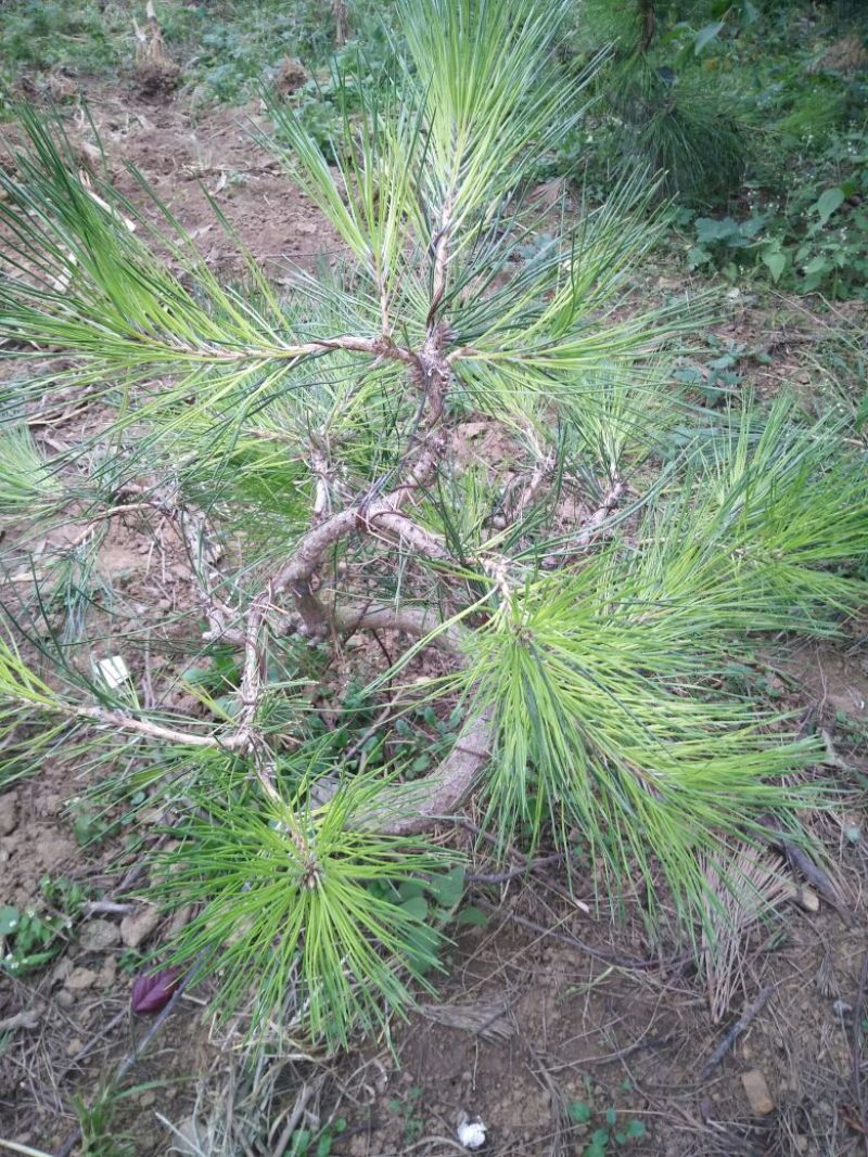 金银花1米以下