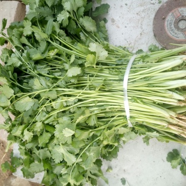 大叶香菜20~30厘米