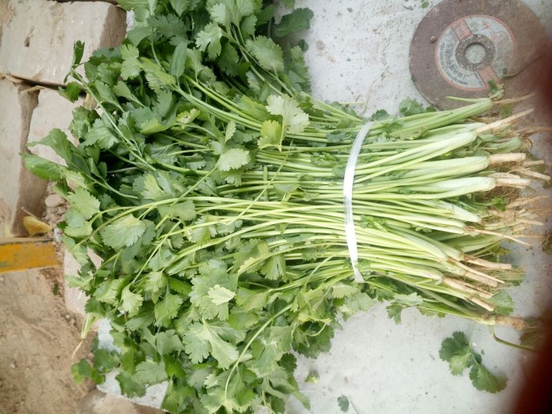 大叶香菜20~30厘米