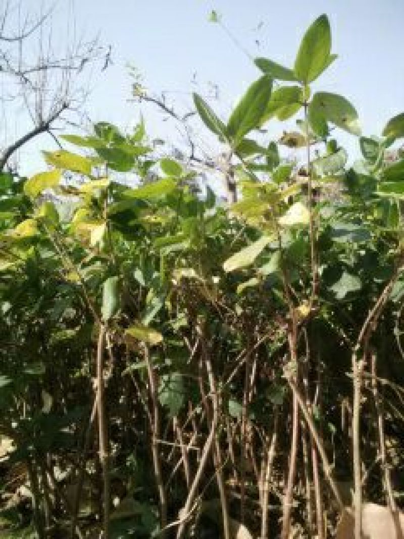 金银花1米以下