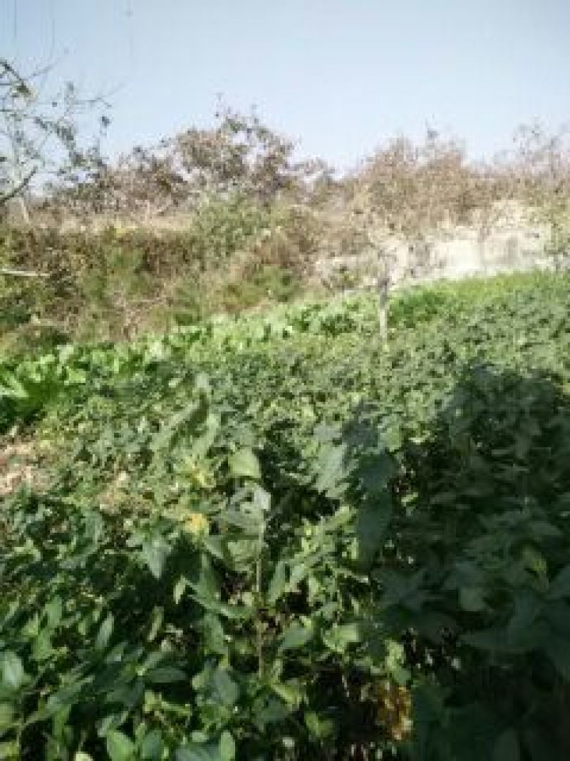 金银花1米以下