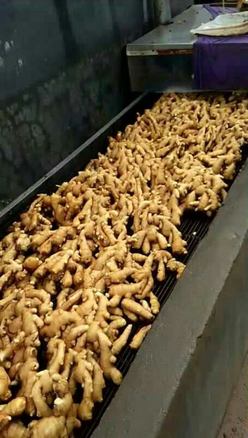 生姜大黄姜小黄姜带土可水洗可视频看货货源充足颜色