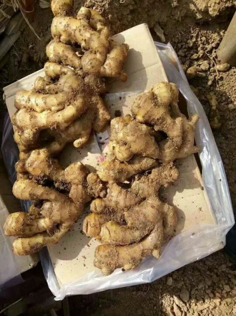 生姜大黄姜小黄姜带土可水洗可视频看货货源充足颜色