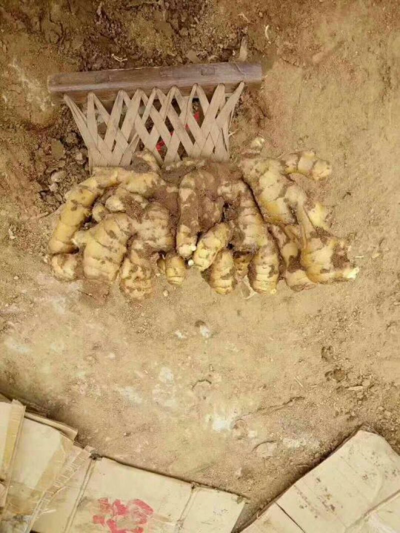 生姜大黄姜小黄姜带土可水洗可视频看货货源充足颜色