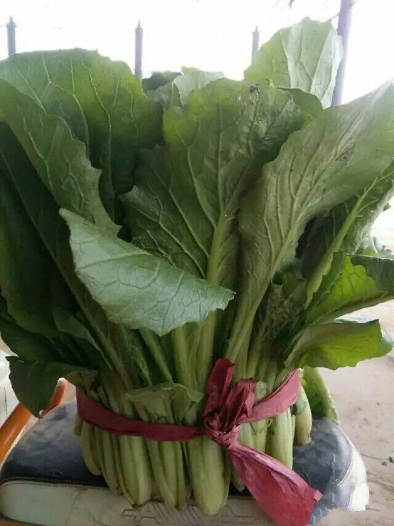 小白菜大量上市，需要老板联系了
