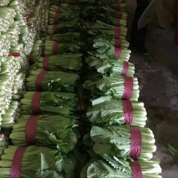 小白菜大量上市，需要老板联系了