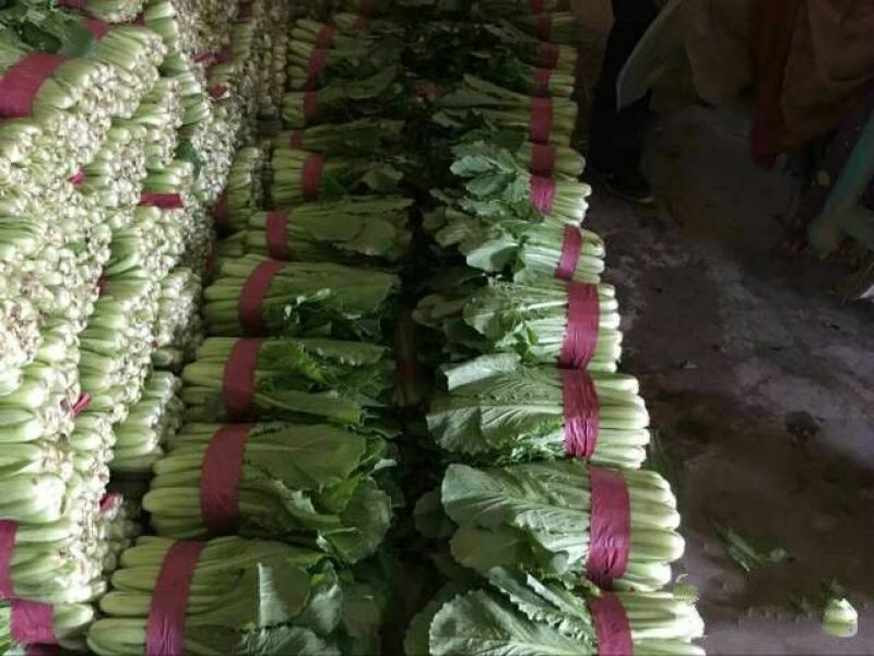 小白菜大量上市，需要老板联系了