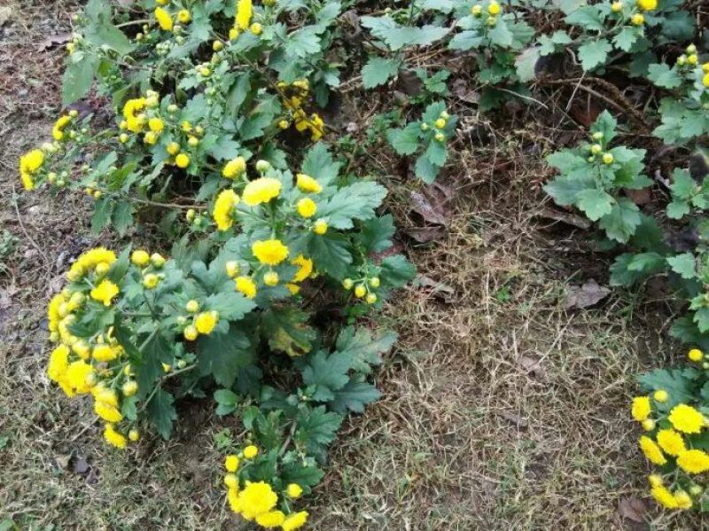 野菊花袋装